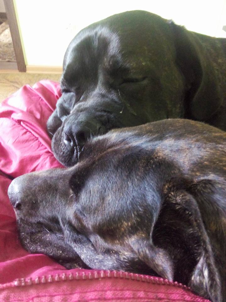 Bella w swoim nowym domu